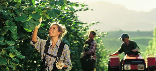 新西兰佳沛连手国内企业在国内种植阳光金果猕猴桃