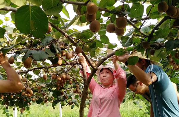 武汉植物所多个新品种猕猴桃即将上市
