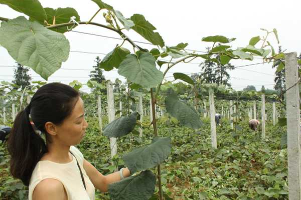 贵州省遵义市播州区猕猴桃幼龄果园管理技术方案 幼树