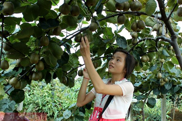 2020年贵州遵义播宏猕猴桃基地开展“私人订制”业务 目前已经认养500株猕猴桃果树