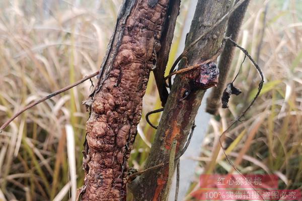 国家级猕猴桃专家组到湖北省浠水县猕猴桃溃疡病调研及防治