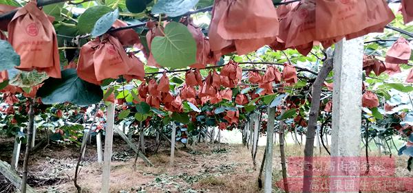 四川成都蒲江成为了世界公认的红心猕猴桃种植最佳适宜区