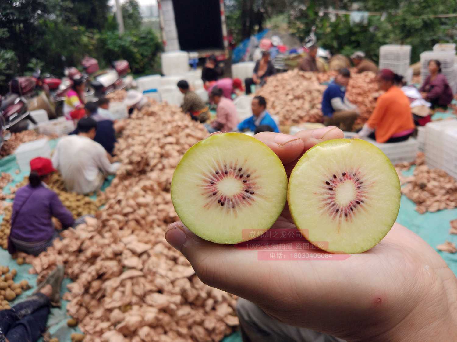 介绍贵州当地东红猕猴桃产量长期在低水平所以价格高