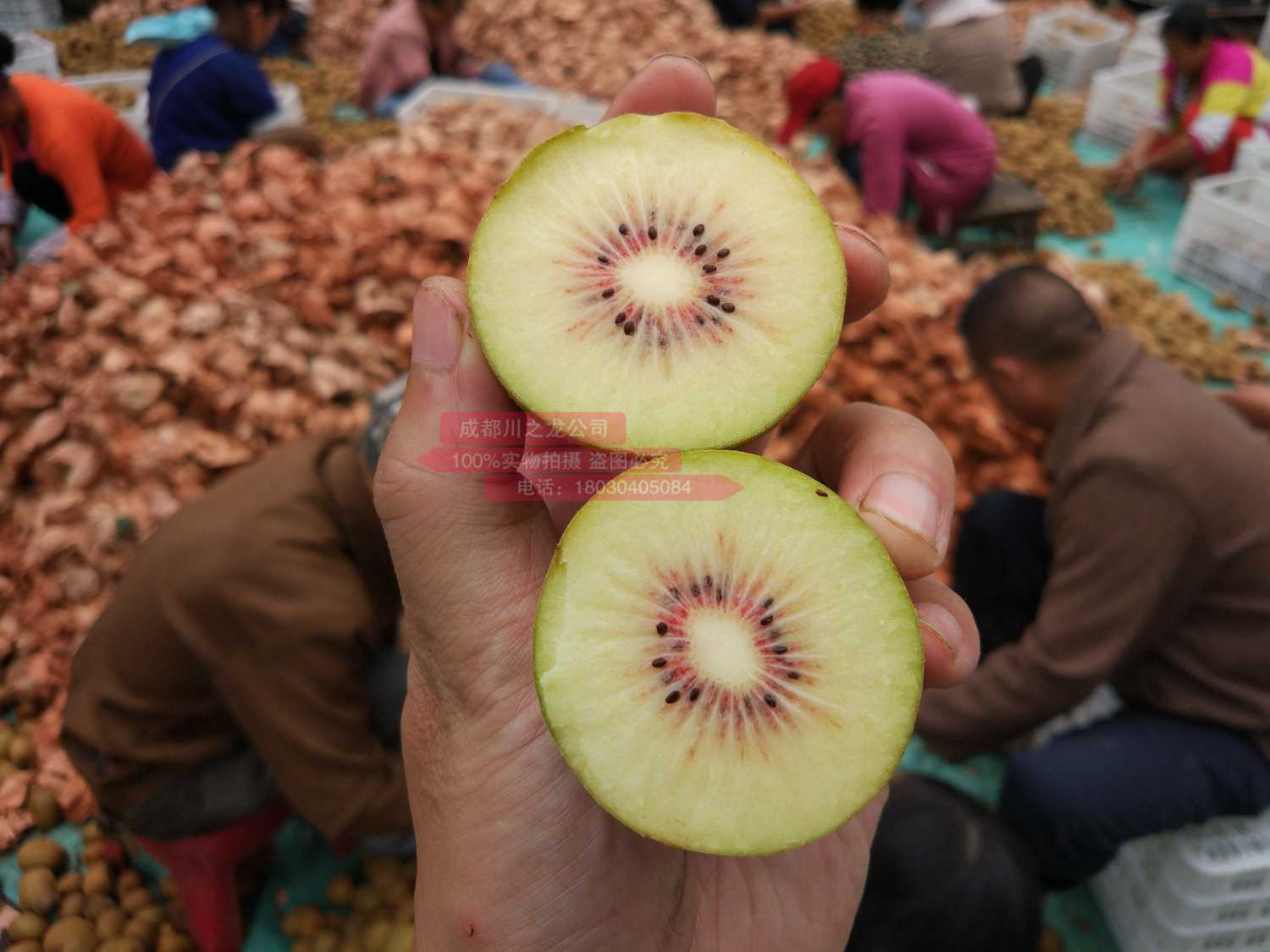 四川蒲江东红猕猴桃产品远销到了山东和天津等地