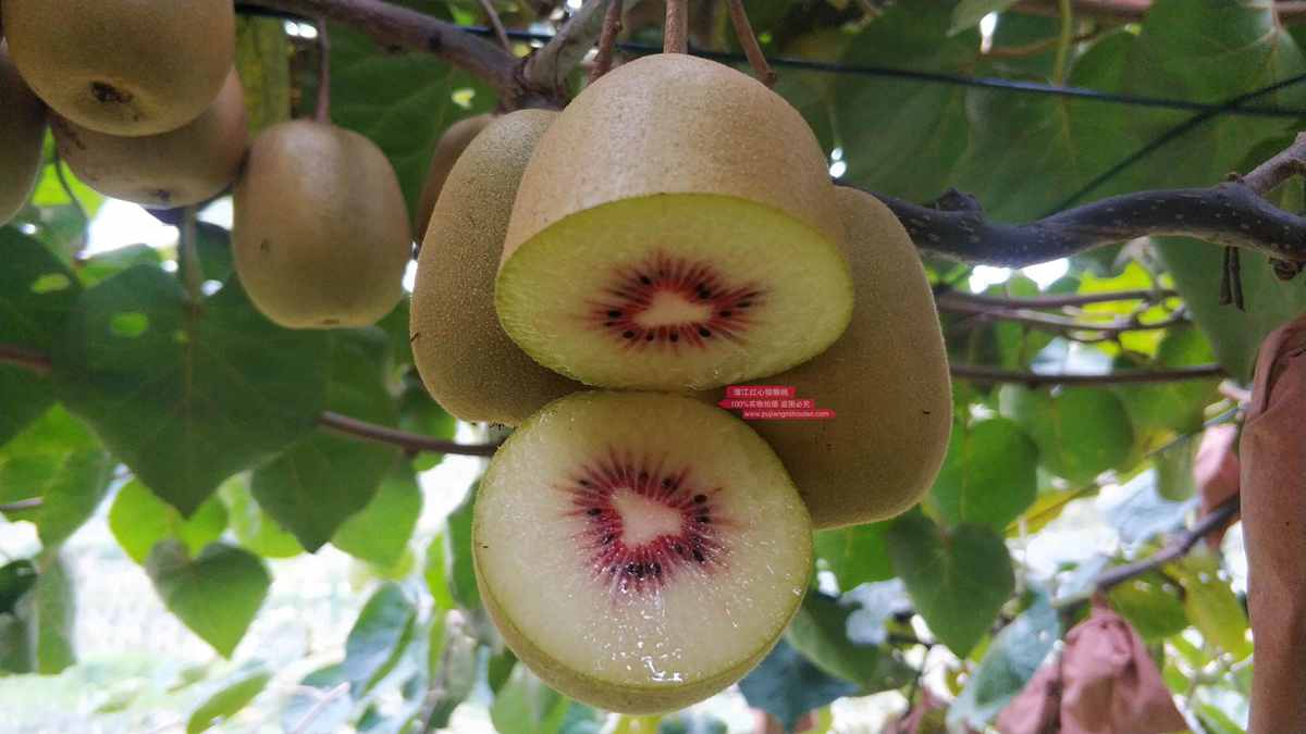 偌大的中华大地 难道不能培育出一种超越新西兰金果的猕猴桃品种吗？