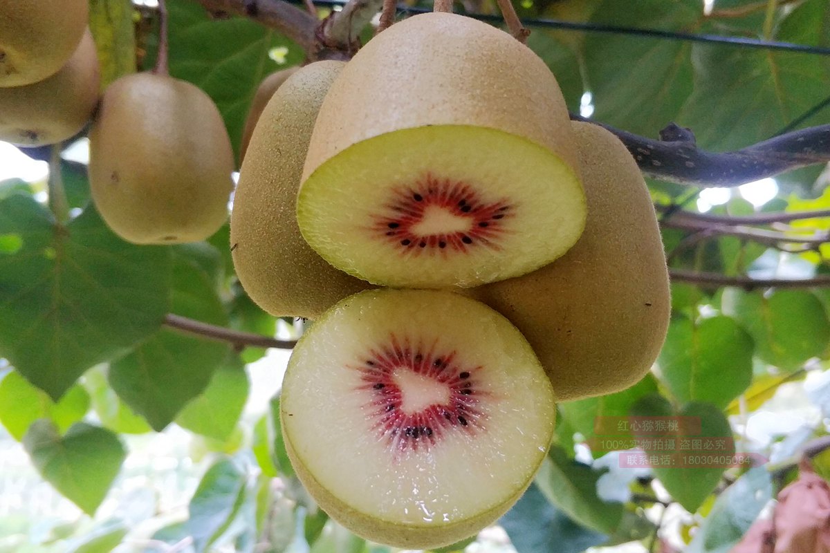 新西兰猕猴桃种植业曾濒临破产，如今爆赚180亿！没人要的“土特产”，凭啥高攀不起？