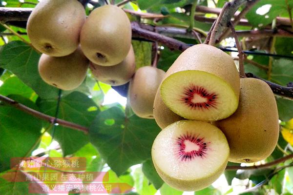贵州红心猕猴桃种植企业如何申请农产品“三品一标”认证？