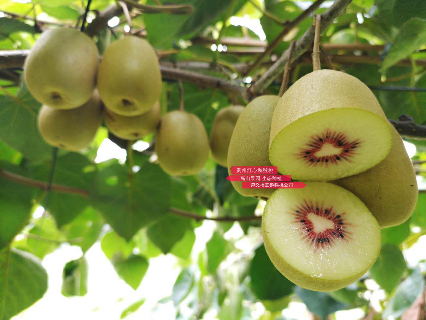 介绍贵州当地东红猕猴桃产量长期在低水平所以价格高