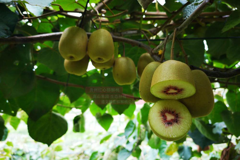 来自武汉植物所选育新品种东红猕猴桃已经成熟
