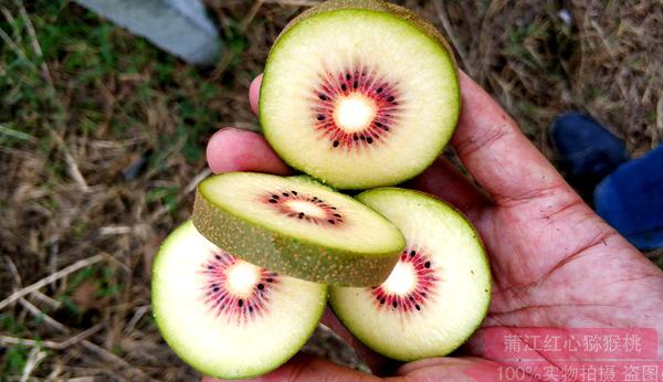 世界公认的东红猕猴桃最佳适宜种植区