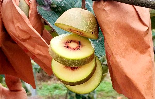 东红猕猴桃种植及管理技术培训果中种植大户