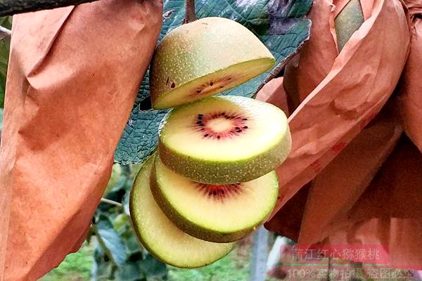 世界公认的东红猕猴桃最佳适宜种植区