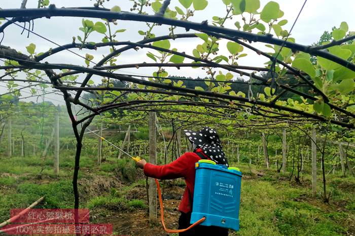 贵州省遵义市播州区猕猴桃幼龄果园管理技术方案 幼树