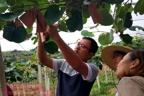 贵州遵义气候和土地很适合红心猕猴桃生长