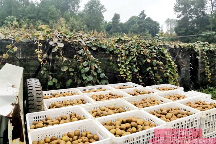 浙江江山開展2021年度獼猴桃產業提升資金項目申報工作