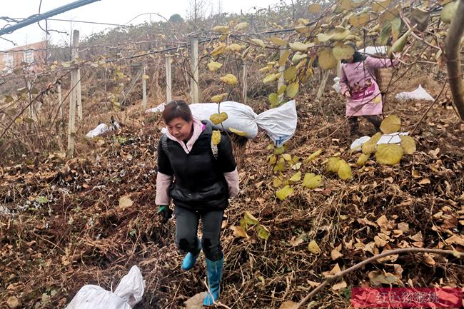 深圳青年专家在西藏为猕猴桃“带货”