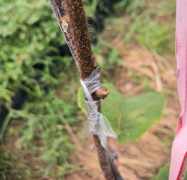 猕猴桃生长季单芽枝腹接换接品种技术