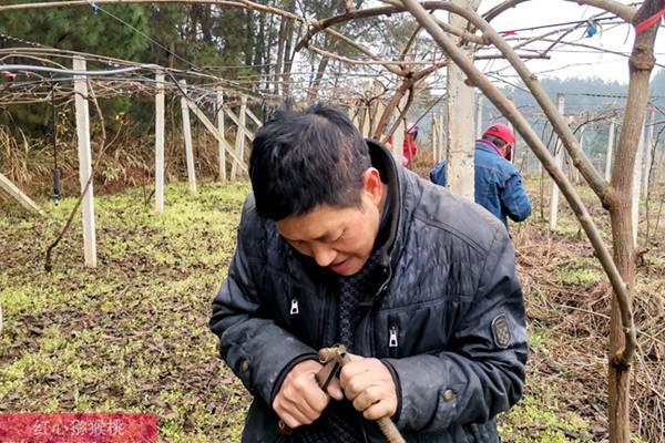 中华猕猴桃和美味猕猴桃砧木对猕猴桃品种嫁接成活率的影响