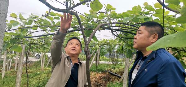 三岔镇工作人员在果园产看猕猴桃树生长情况