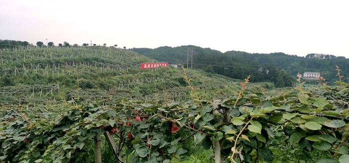 四川猕猴桃发展成产值过百亿支柱产业