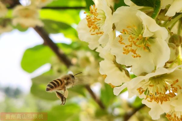 专业猕猴桃种植者的选择 播宏猕猴桃花粉