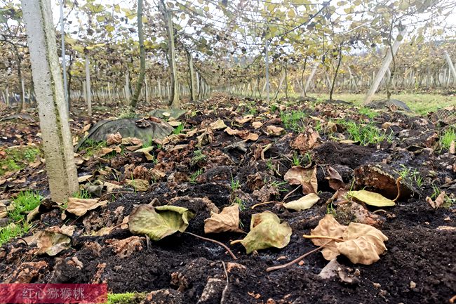 猕猴桃出现小果的原因分析及促进果实膨大的措施 苍溪县农业农村局 杨伟