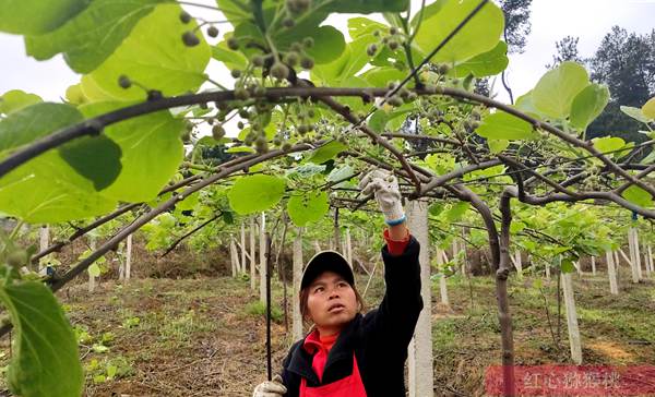 陕西汉中市洋县首届有机猕猴桃采摘节