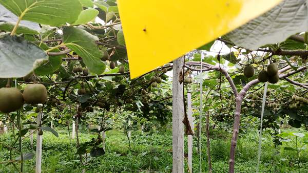 四川省泸州市纳溪区邓向友种植猕猴桃“翻身”记
