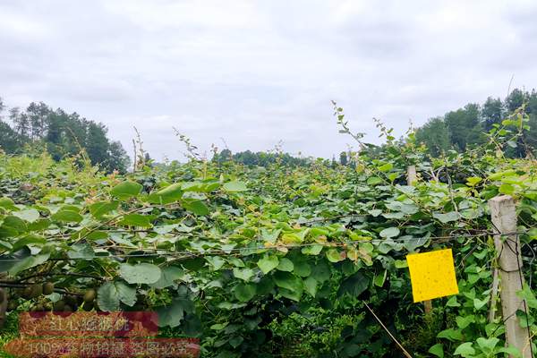 高昊昱在陕西眉县指导猕猴桃种植户冬季修剪