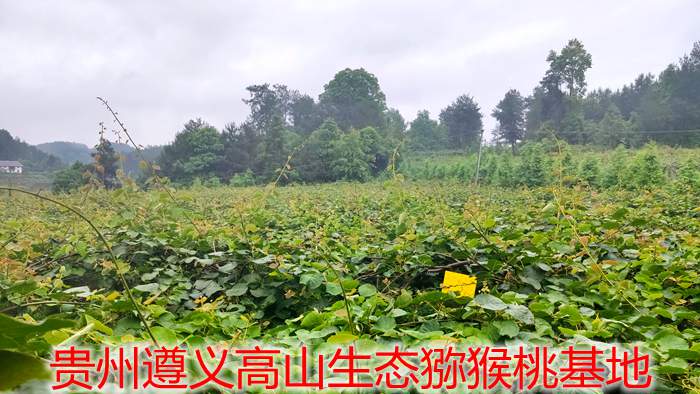 贵州六盘水市红心猕猴桃形成全产业链发展
