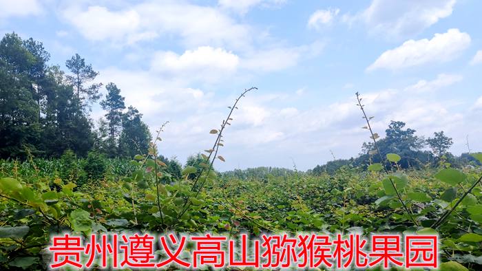 重庆市黔江区红心猕猴桃感染溃疡病后 高接换种改品种