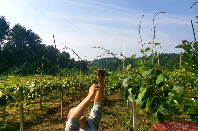 湖北桃李飄香生態果園有限公司打造種植、采摘、觀光為一體紅心獼猴桃產業鏈