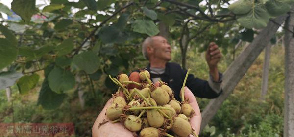 湖北咸宁赤壁市迎来猕猴桃采摘季节