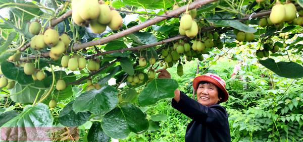 湖南省湘西凤凰县百亩无籽猕猴桃示范基地种植“翡翠香果”