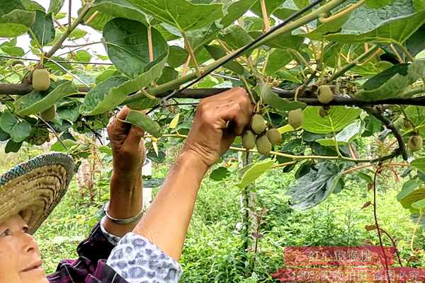 浙江杭州近郊也有红心猕猴桃种植基地