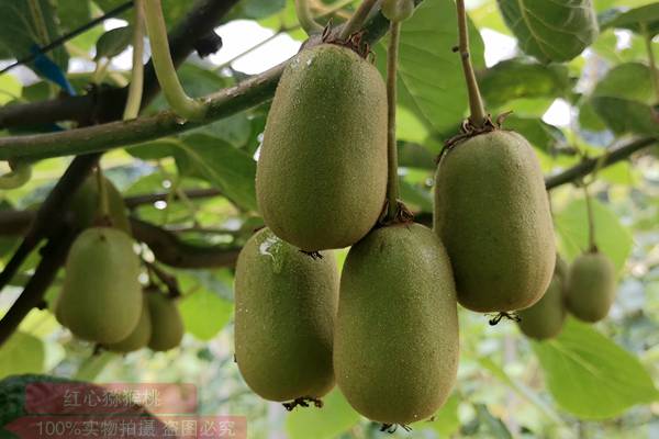 翠香黑頭病是果農根據病害在獼猴桃果實上的癥狀起的名字