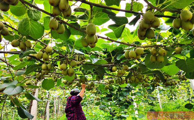 安徽贫困农民经过三年努力种植出红心猕猴桃