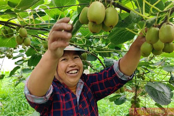 安徽贫困农民经过三年努力种植出红心猕猴桃
