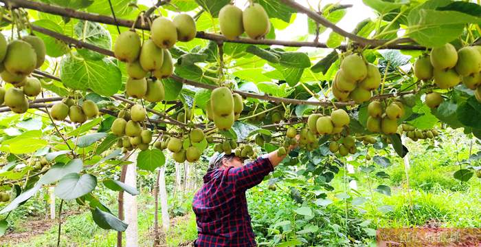 四川成都市欧滋农业公司丁宪强种植猕猴桃出口到了欧洲