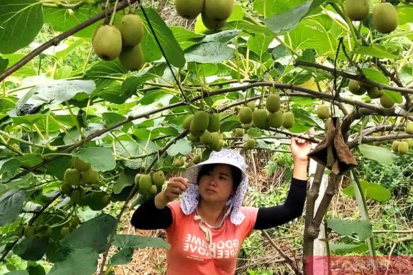 四川蒲江农业局领导通过网络直播销售红心猕猴桃