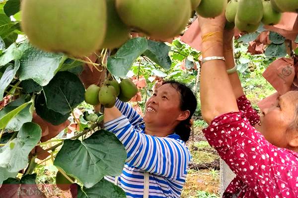 贵州遵义城郊采摘猕猴桃受欢迎 消费者和种植者两收益