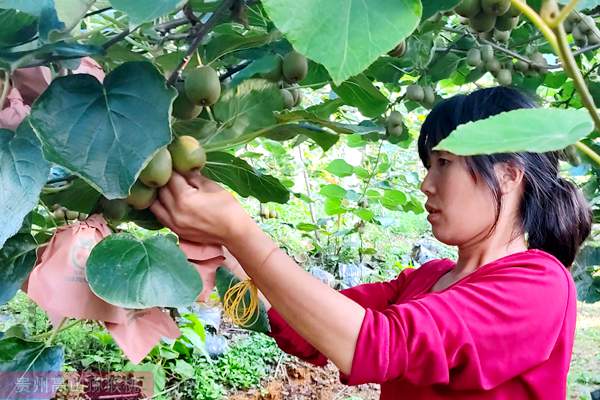 河南西峡不断优化产业结构 引入红心猕猴桃和黄心猕猴桃品种