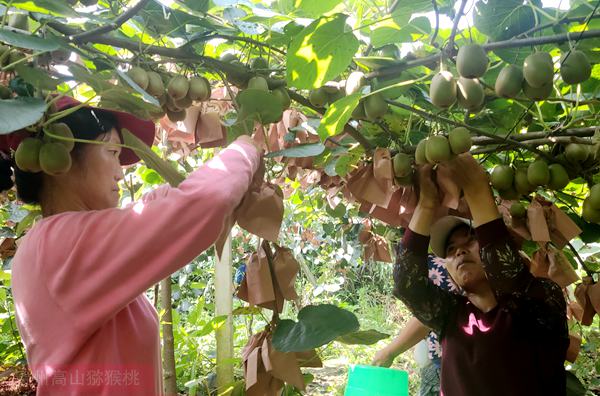 江西省奉新縣四十年咬住一個獼猴桃 贛東南最大的獼猴桃基地
