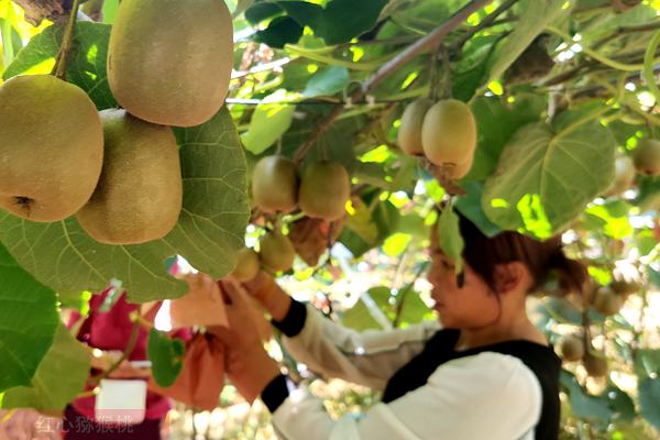 陕西延长猕猴桃产业链 引进新品种种植