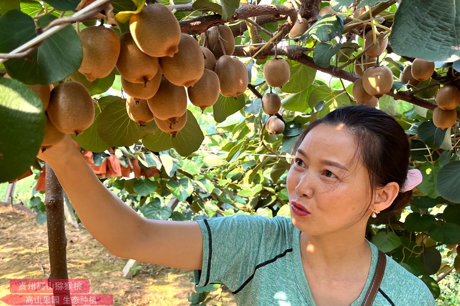 原产中国的猕猴桃丰产果园