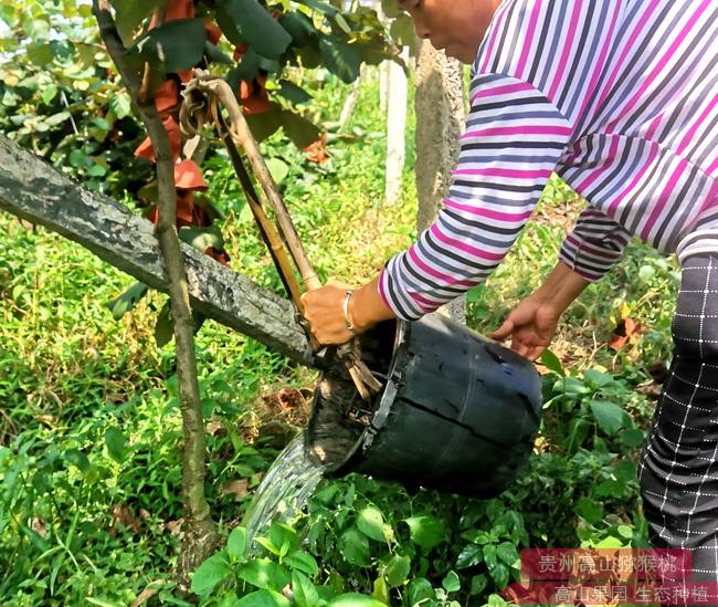 江西贛州建立獼猴桃等高效生態農業園區