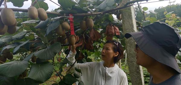 江西省奉新县四十年咬住一个猕猴桃 赣东南最大的猕猴桃基地