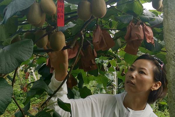 西藏察隅縣主要種植的“東紅獼猴桃”、“金隅獼猴桃”兩個品種