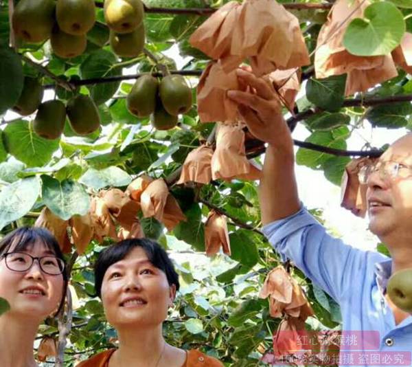 重庆市大足区正是有机红心猕猴桃大量成熟上市