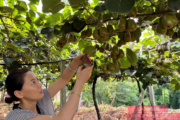 陕西汉中勉县猕猴桃种植面积达到1.7万亩